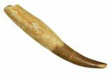 Fossil Plesiosaur (Zarafasaura) Tooth With Root #344870-1